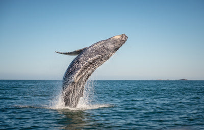 Las ballenas: los gigantes del océano y un recordatorio de la importancia de proteger nuestros recursos naturales